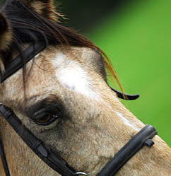 Equestrian Events