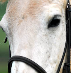 Horse Riding