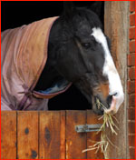 Horse in Stable