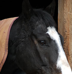 Horse Riding Arena